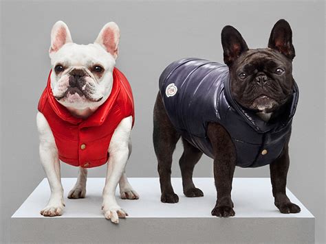 moncler dog jacket replica|moncler it dogwear.